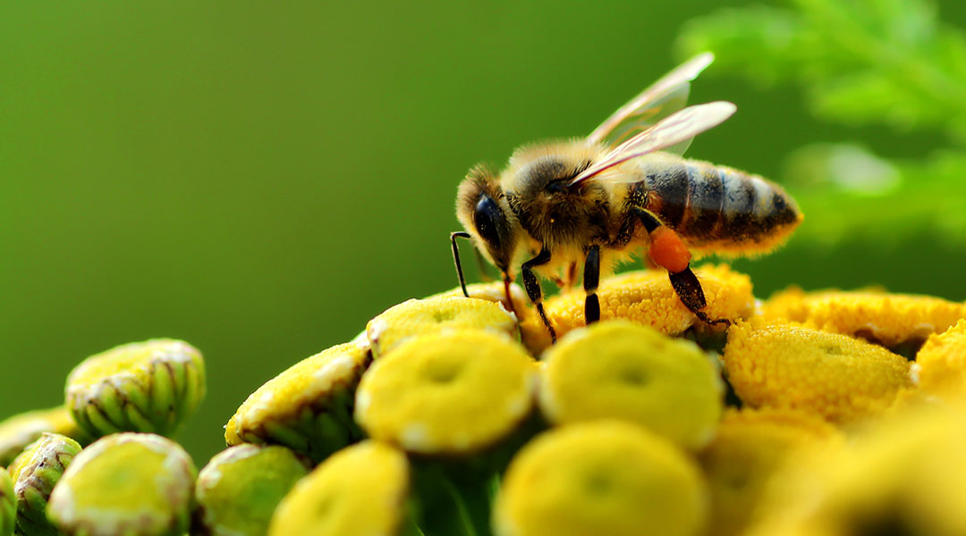 Biene auf Blüte | Die Edersee-Imkerei