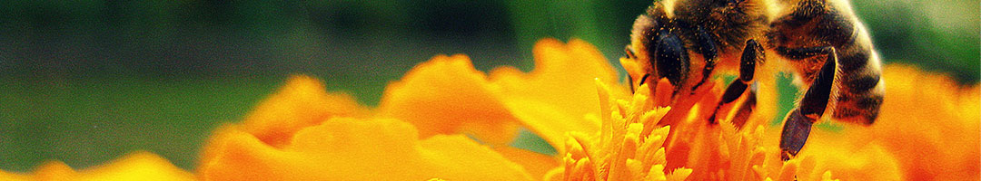 Biene auf Blüte | Die Edersee-Imkerei