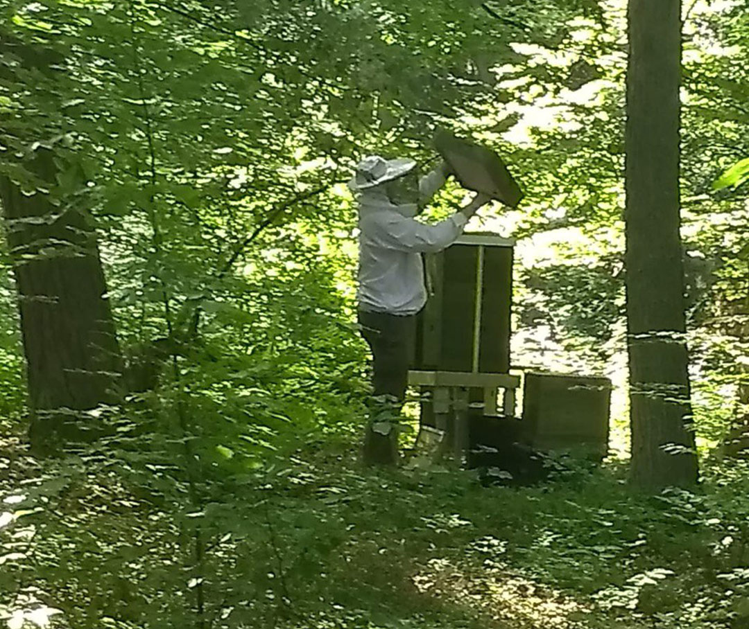 Imker am Bienenstock | Die Edersee-Imkerei