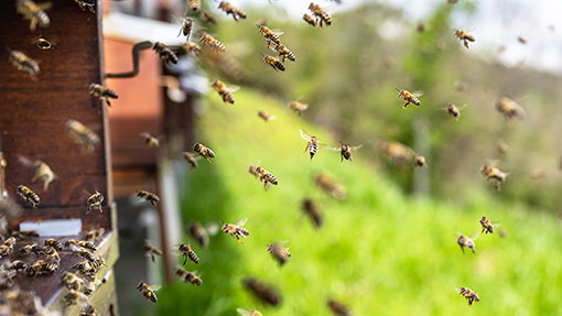 Bienen am Bienenstock | Die Edersee-Imkerei